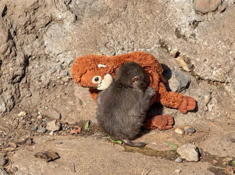 Punch sleeping peacefully